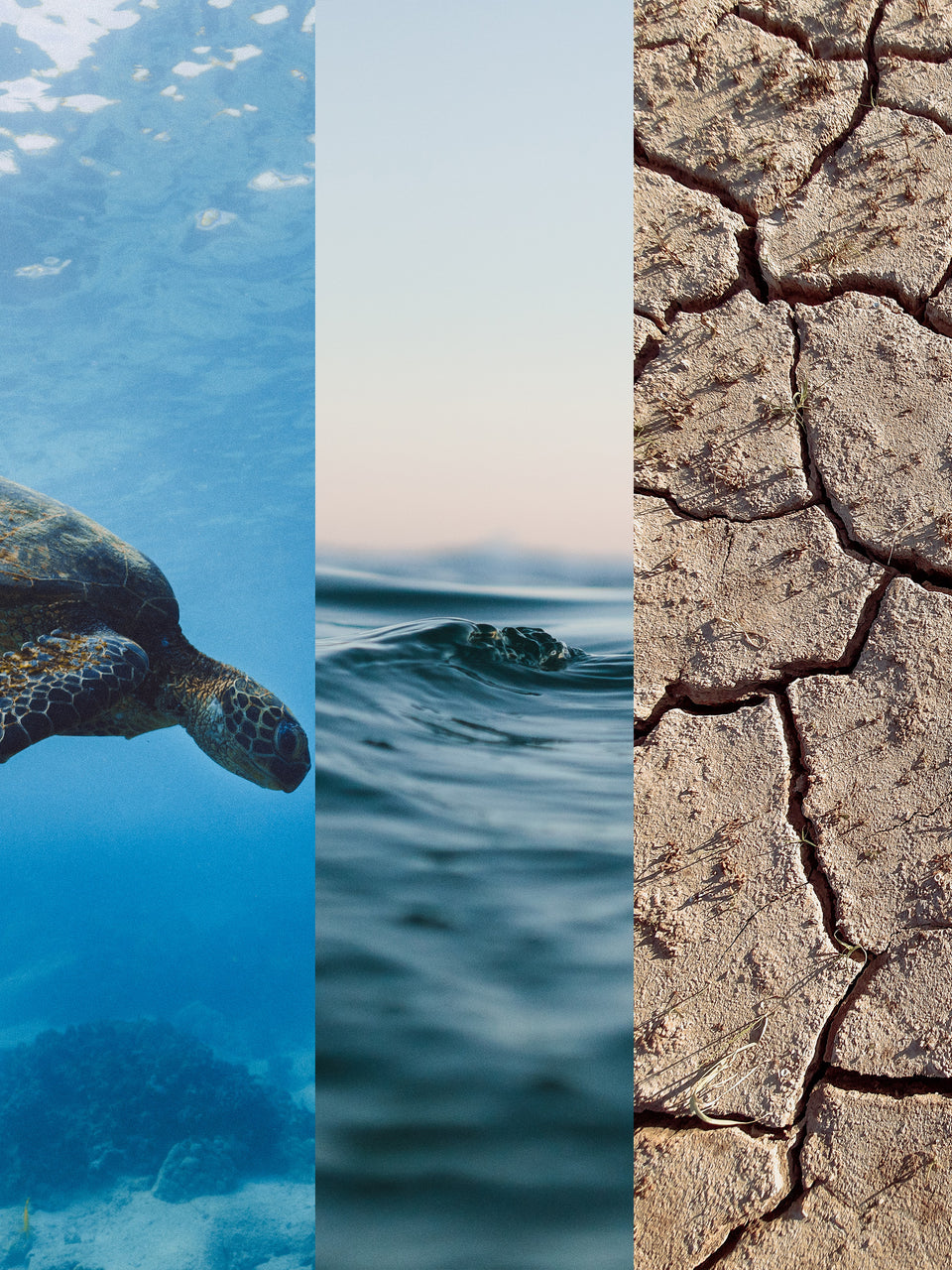 Sea turtle on the left with ocean waves in the middle and a dried out desert background on the right.